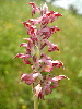 Anacamptis-coriophora