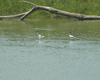 Avocetta