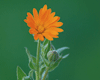 Calendula