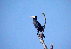 Cormorano