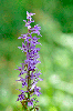 Dactylorhiza