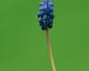 Muscari