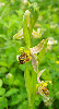 Ophrys-apifera