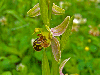 Ophrys-apifera-03