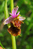 Ophrys-apulica