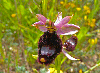 Ophrys-bertolonii