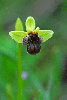 Ophrys-bombyliflora