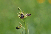 Ophrys-sphegodes