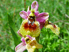 Ophrys-tenthredinifera