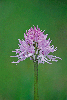 Orchis-italica