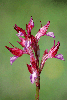 Orchis-papilionacea