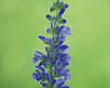 Salvia