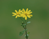 Senecio