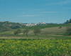 PanoramaTarsia
