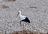 Presenza inusuale della Cicogna bianca nella Riserva naturale del Lago di Tarsia