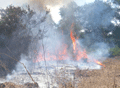 Incendio nella Riserva del Lago di Tarsia